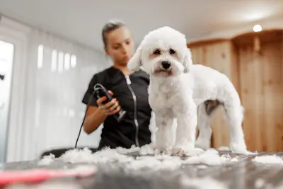 can evcil hayvan kuaförü KÖPEK EĞİTİMİ evcil pet pansiyonu