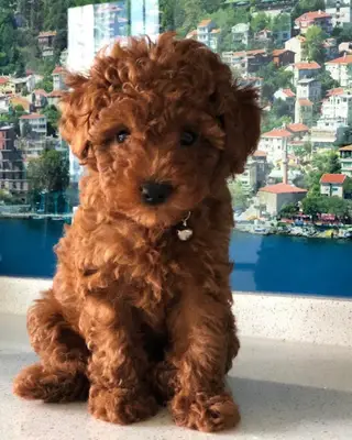 Dog Life Köpek Çiftliği ve Butik Köpek Oteli