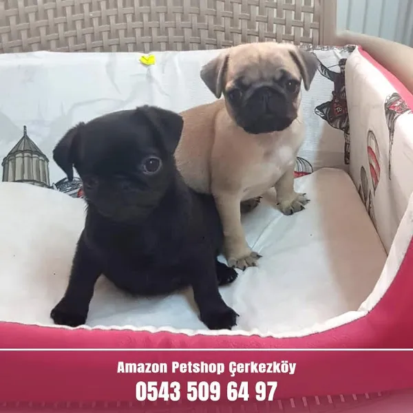 Deniz Petshop Akvaryum foto 2