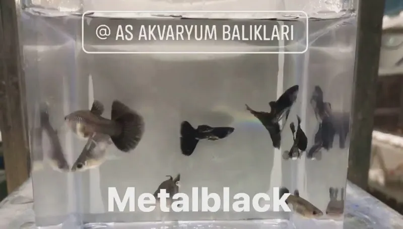 Hobim Melek Serdar Yılmaz (YouTube) Akvaryum Balıkları foto 2