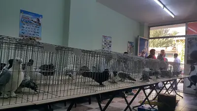 Kemalpaşa Kuş Evi Soğukpinar Mahallesi