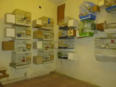 KARAPÜRÇEK KUŞ EVİ (hobi üretim)