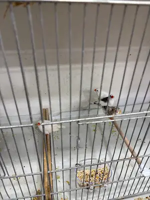 PETSHOP ÖZER /GÜMÜŞPINAR SU