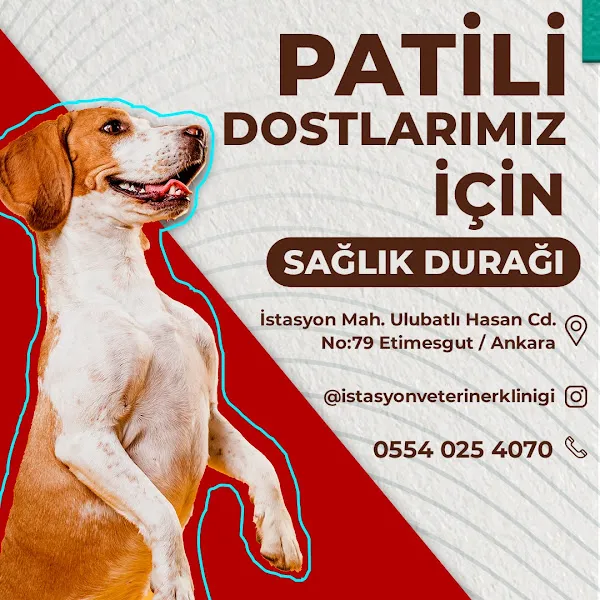 Etimesgut İstasyon Veteriner Kliniği foto 2