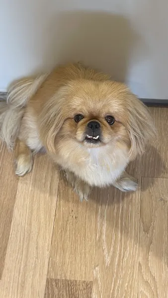 BETA Küçükçekmece Veteriner Kliniği VETERİNER foto 2