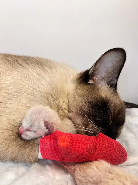 Bahçelievler Mahmutbey Veteriner Kliniği 7/24 foto 2
