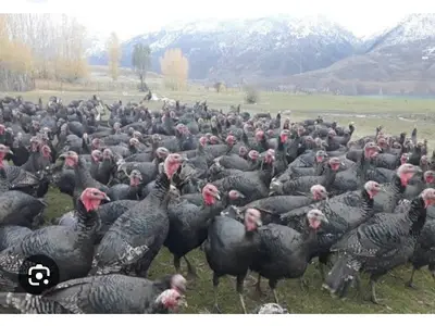 Silvan Tavuk ve hindi çiftliği