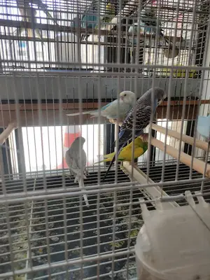 Şampiyon Pet Shop El Yapimi Ahşap Kafes