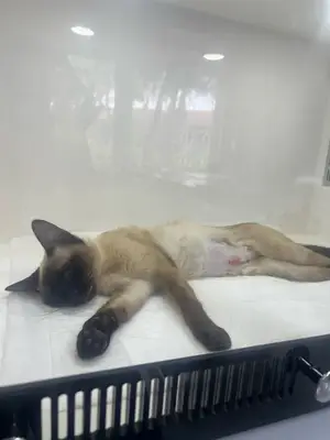 Soma Rüya Veteriner Kliniği