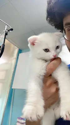 Bahçelievler Veteriner Kliniği