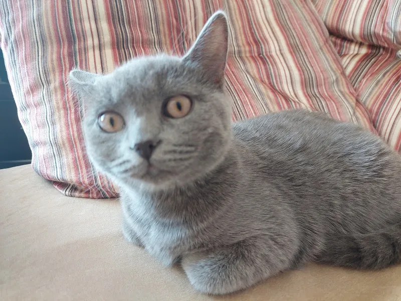 PETPAW Veteriner Kliniği foto 2