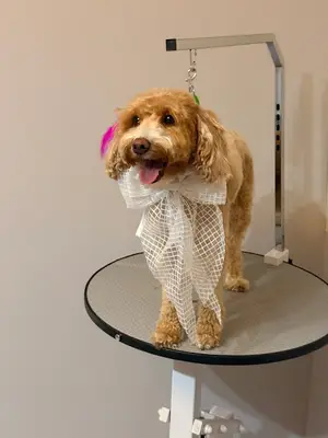 Diva Pet Kuaför