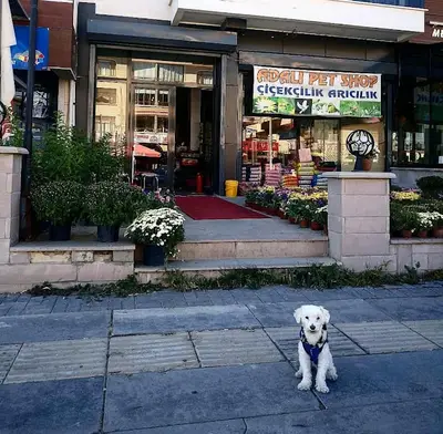 Adalı Pet Shop