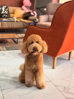 FlyPups Pet Kuaför & Butik