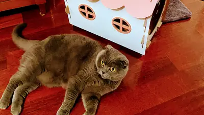 Ataşehir Kedi Evi