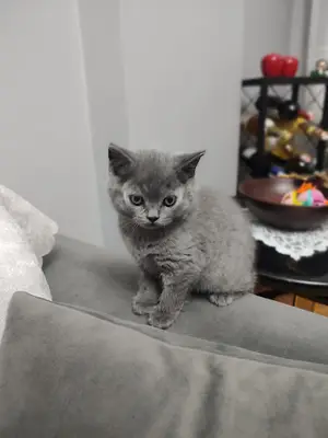 British Shorthair & Scottish Fold Yavru Kedi Sahiplendirme