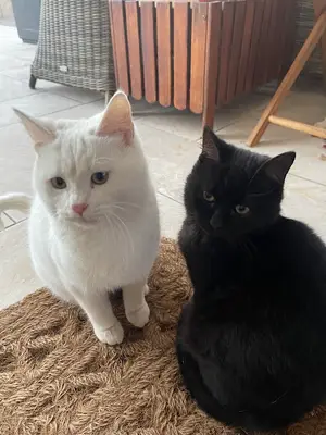 Geçici Kedi Bakımevi