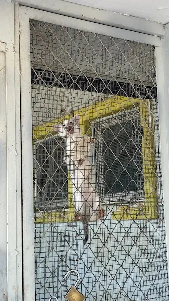 Geçici Kedi Bakımevi foto 2