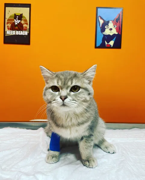 Denge Veteriner Kliniği foto 2
