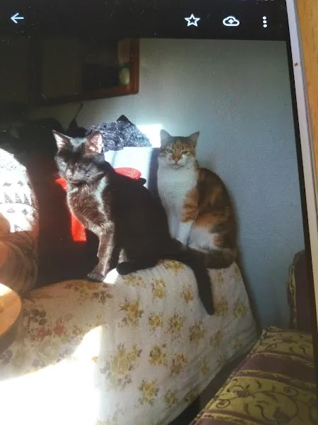 Albino Veteriner Kliniği foto 2