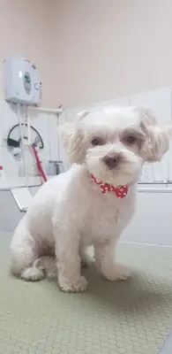 Can Pet Kuaför
