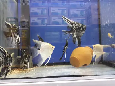 Naturel Pet Shop