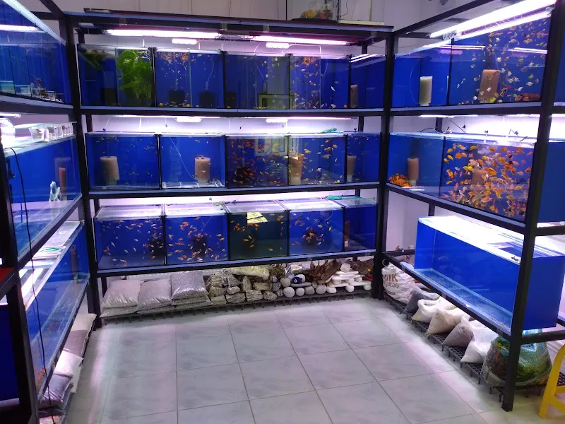 Sinem Petshop Akvaryum foto 2