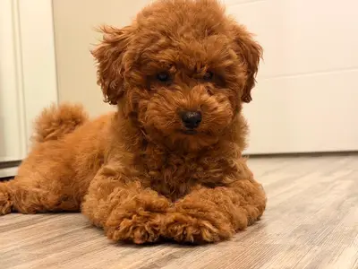 Semerline Kennel Köpek Çiftliği