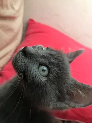 Musluoğlu Veteriner Kliniği