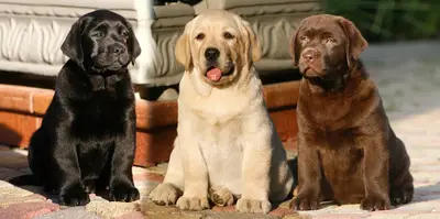 Bursa Köpek Çiftliği | Köpek Cenneti