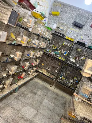 Alatay pet shop
