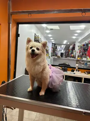 Petaverse Dog Grooming & Shop ŞİŞLİ NİŞANTAŞI PET KUAFÖR
