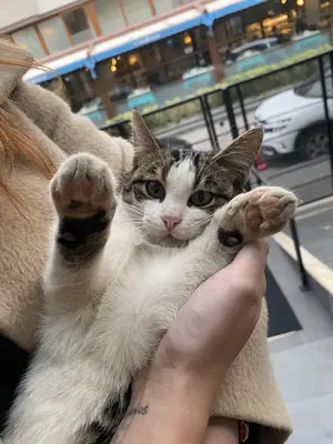 PETCOR VETERİNER KLİNİĞİ(7/24 ACİL Nöbetçi Veteriner) Okmeydanı, Şişli