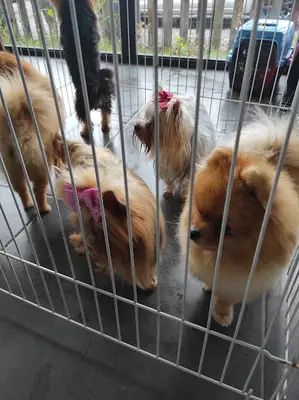 Dog School Köpek Eğitim Merkezi ve Oteli