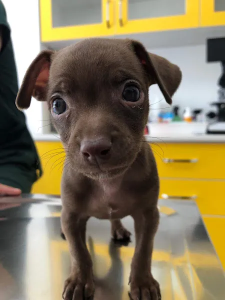Pet Anka Veteriner Kliniği foto 2