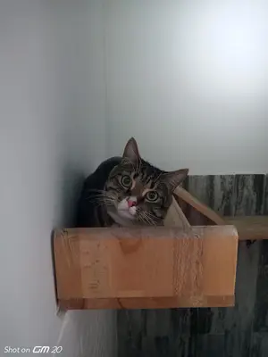 Patili Kedi Oteli