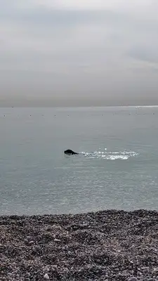 Köpek parkuru