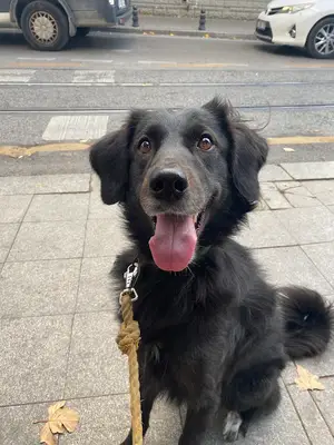 DogGo Türkiye