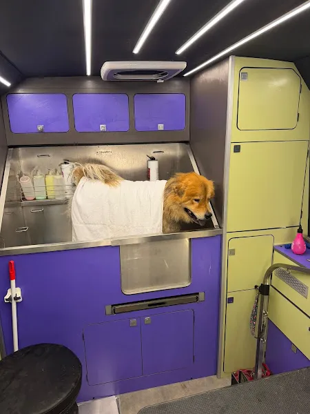 DogGo Türkiye foto 2
