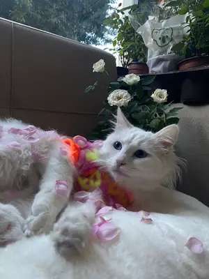 Finike Mavi Anka Veteriner Kliniği