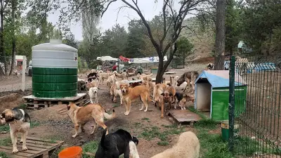 Köpek Barınağı SOKAKTA KALANLAR BAKIMEVİ
