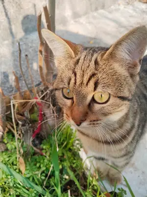 Macunköy Hayvan Barınağı