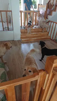 Zen Pet Otel - Kedi Köpek Pansiyonu
