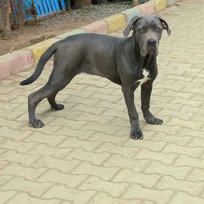 PROTEO K9 AKADEMİ | PET OTEL VE KÖPEK EĞİTİMİ ORDU