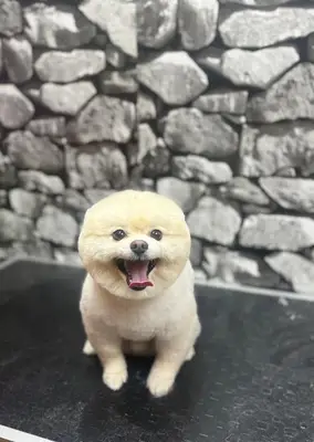 ARIN PET KUAFÖR 2 BAHÇELİEVLER | Anestezisiz Köpek Tıraşı |