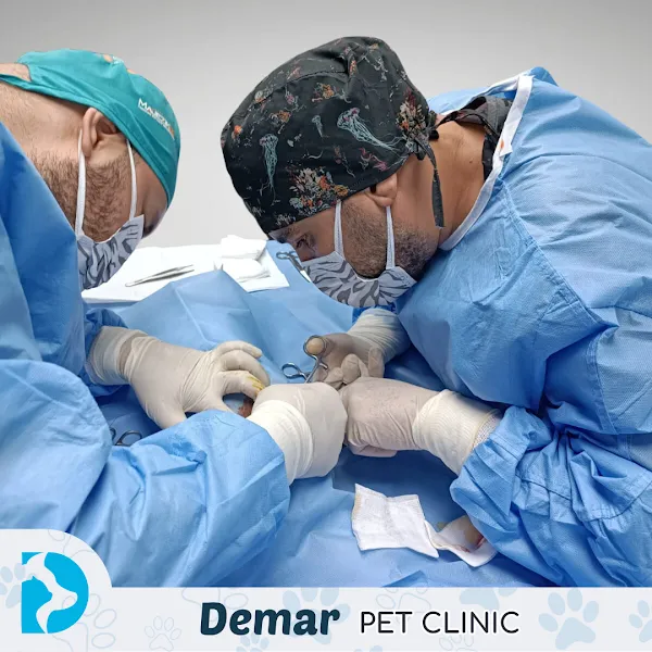 DEMAR Veteriner Kliniği foto 1