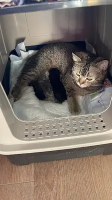 Vetpark veteriner kliniği