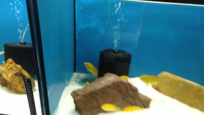Mavi Ay Petshop foto 2
