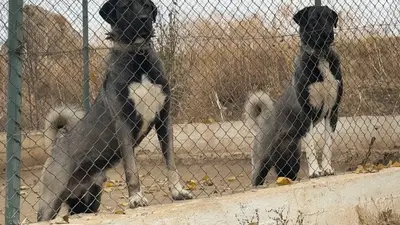 Altınkangal Köpek Çiftliği