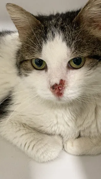 SpartaVet Ispartakule Veteriner Kliniği foto 2